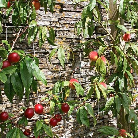 The Old Rectory Bed & Breakfast Boscastle Bagian luar foto